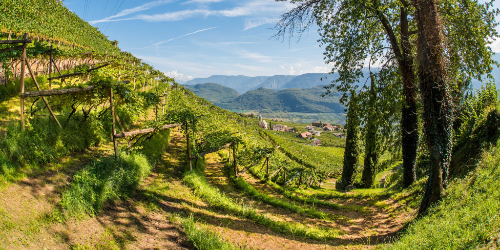 cantinatramin_2020_Neuer-Chardonnay_Wimpissinger_Hanspeter-3783-1.jpg